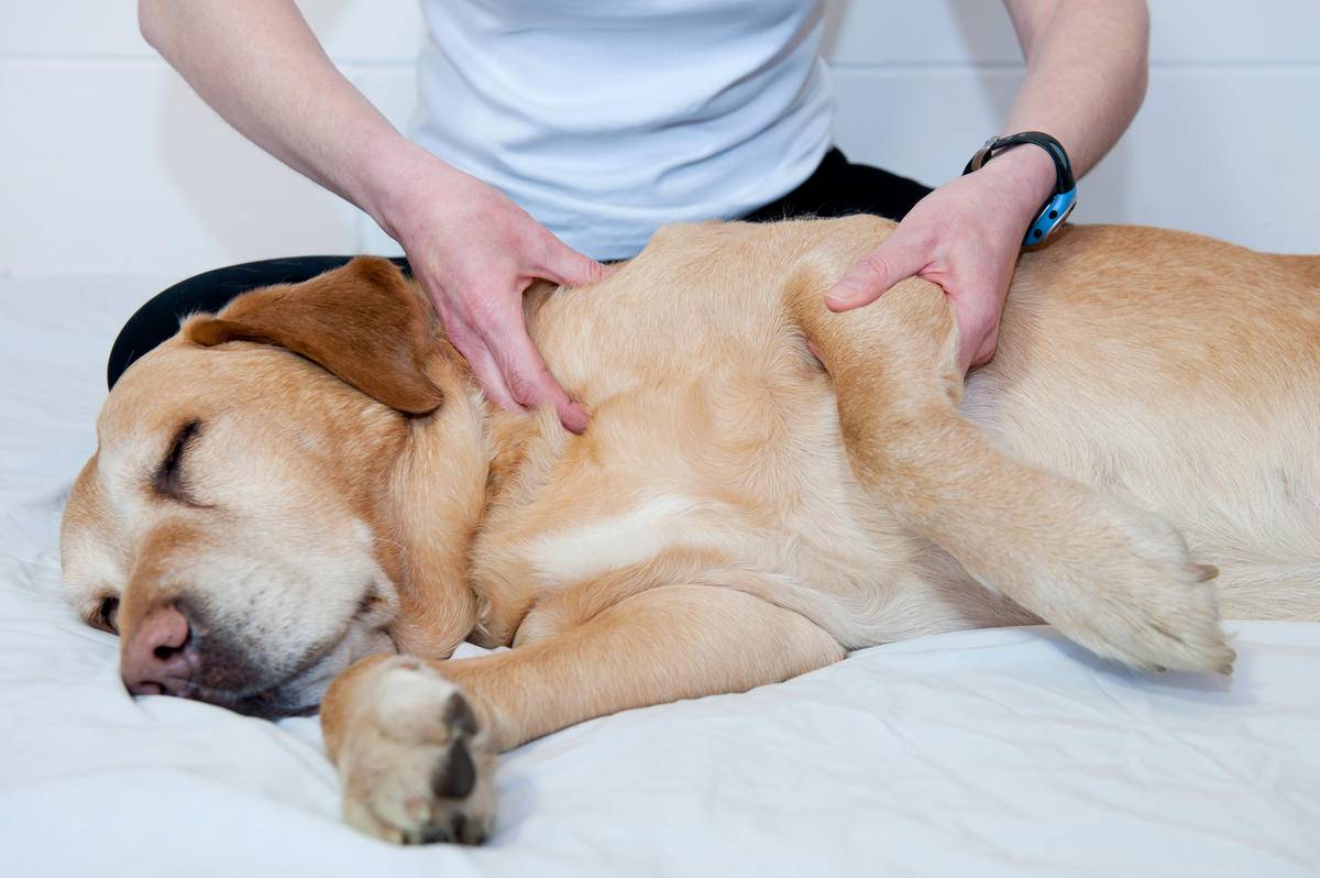 Massage pour chiens dans le Haut-Rhin (68) Kingersheim
