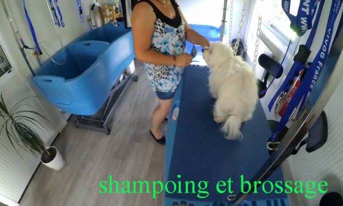 Toilettage Colmar 12