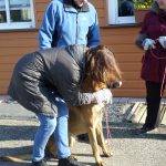 Formation aux premiers secours canin félin à Illzach dans le Haut Rhin Illzach 6