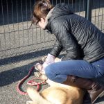 Formation aux premiers secours canin félin à Illzach dans le Haut Rhin Kingersheim 7