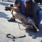 Formation aux premiers secours canin félin à Illzach dans le Haut Rhin Colmar 13