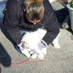 Formation aux premiers secours canin félin à Illzach dans le Haut Rhin Guebwiller 14