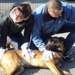 Formation aux premiers secours canin félin à Illzach dans le Haut Rhin Rixheim 15