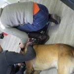 Formation aux premiers secours canin félin à Illzach dans le Haut Rhin Wittenheim 17