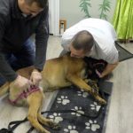 Formation aux premiers secours canin félin à Illzach dans le Haut Rhin Riedisheim 21