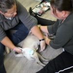 Formation aux premiers secours canin félin à Illzach dans le Haut Rhin Mulhouse 22