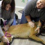 Formation aux premiers secours canin félin à Illzach dans le Haut Rhin Colmar 25