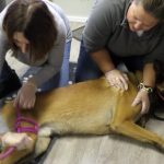 Formation aux premiers secours canin félin à Illzach dans le Haut Rhin Guebwiller 26