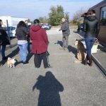 Formation aux premiers secours canin félin à Illzach dans le Haut Rhin Cernay 0