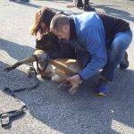 Formation aux premiers secours canin félin à Illzach dans le Haut Rhin Pfastatt 11