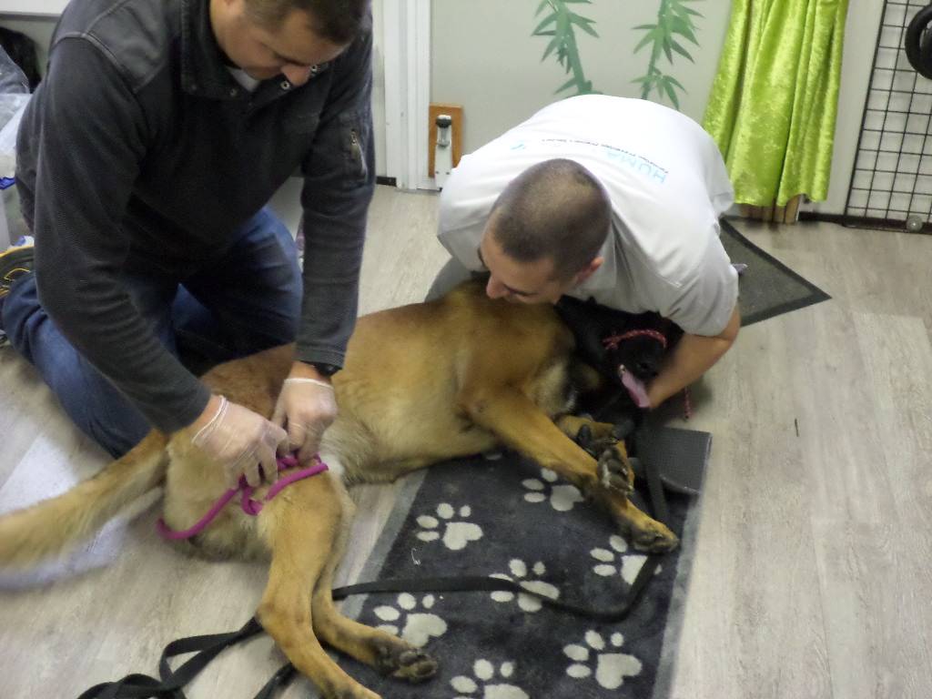 Formation aux premiers secours canin Riedisheim