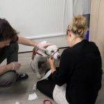 Formation aux premiers secours canin félin à Illzach dans le Haut Rhin Kingersheim 31