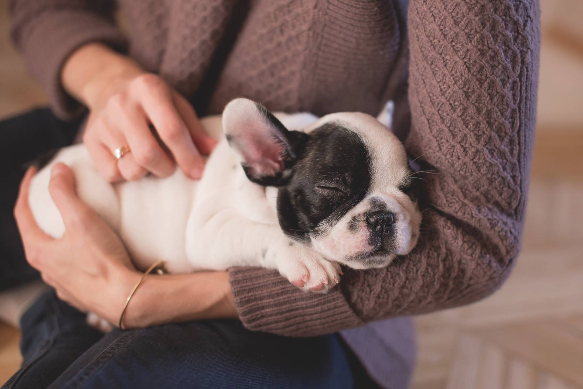 Comment calmer le stress d’un chien ? Wittenheim