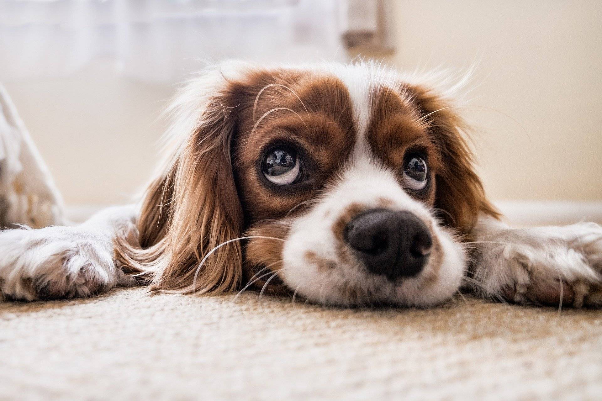Comment soigner une dysplasie chez le chien ? Illzach