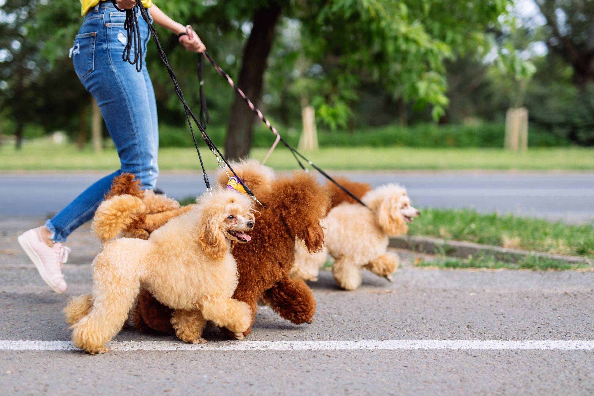 Quels sont les conseils à suivre avant de confier son chien à un dog sitter ? Cernay