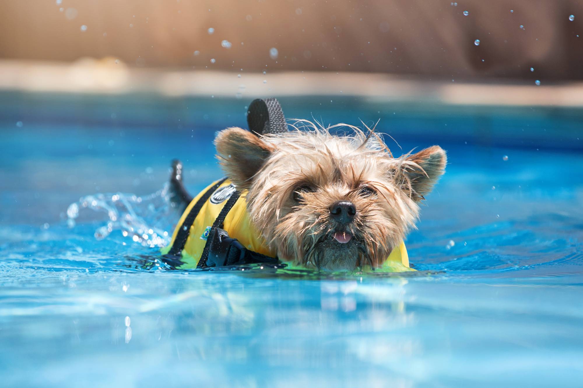 Quelles huiles essentielles utiliser pour le bain hydromassant de mon chien ? Guebwiller