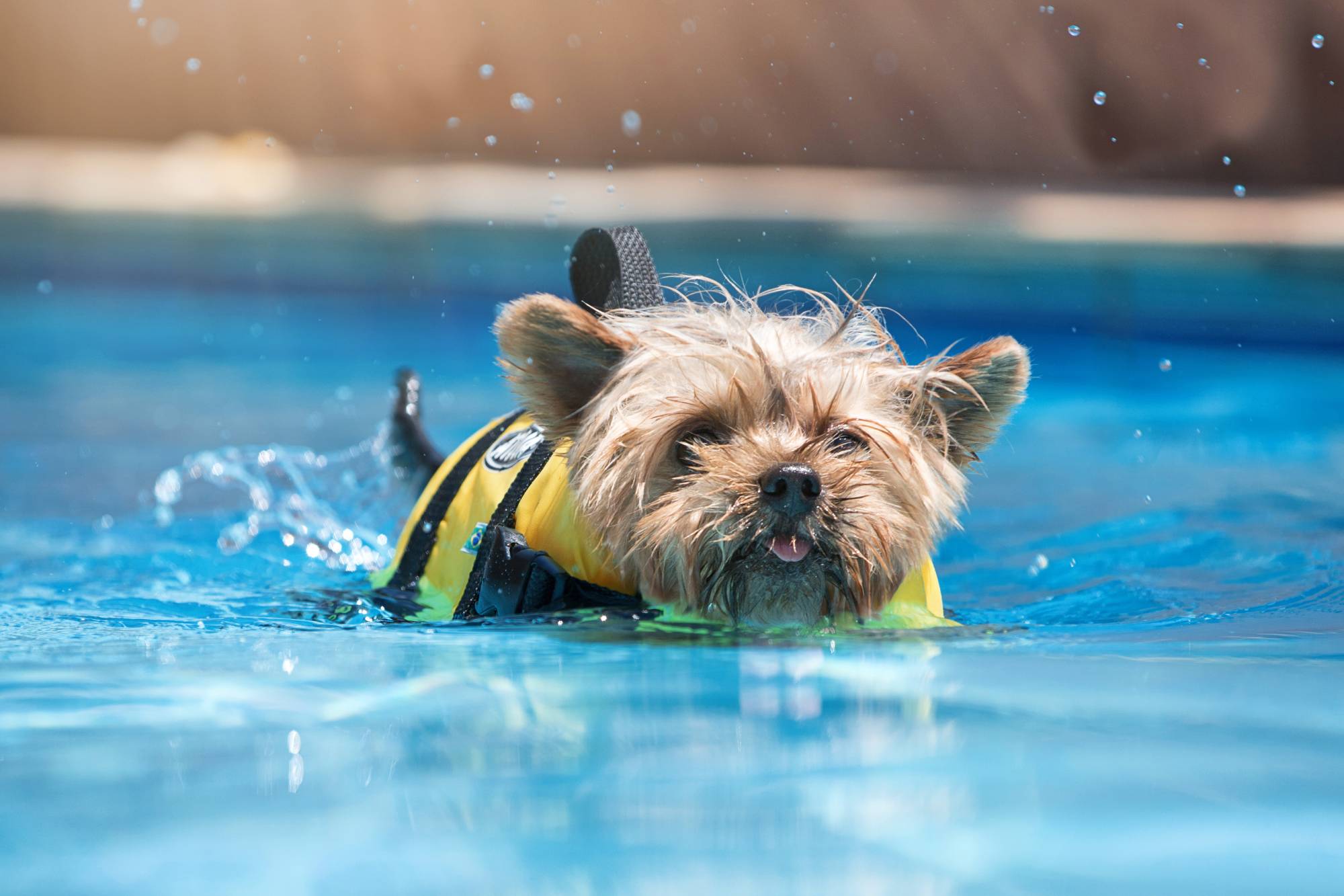 Quels sont les avantages de la remise en forme dans l&#8217;eau pour les chiens ? Colmar