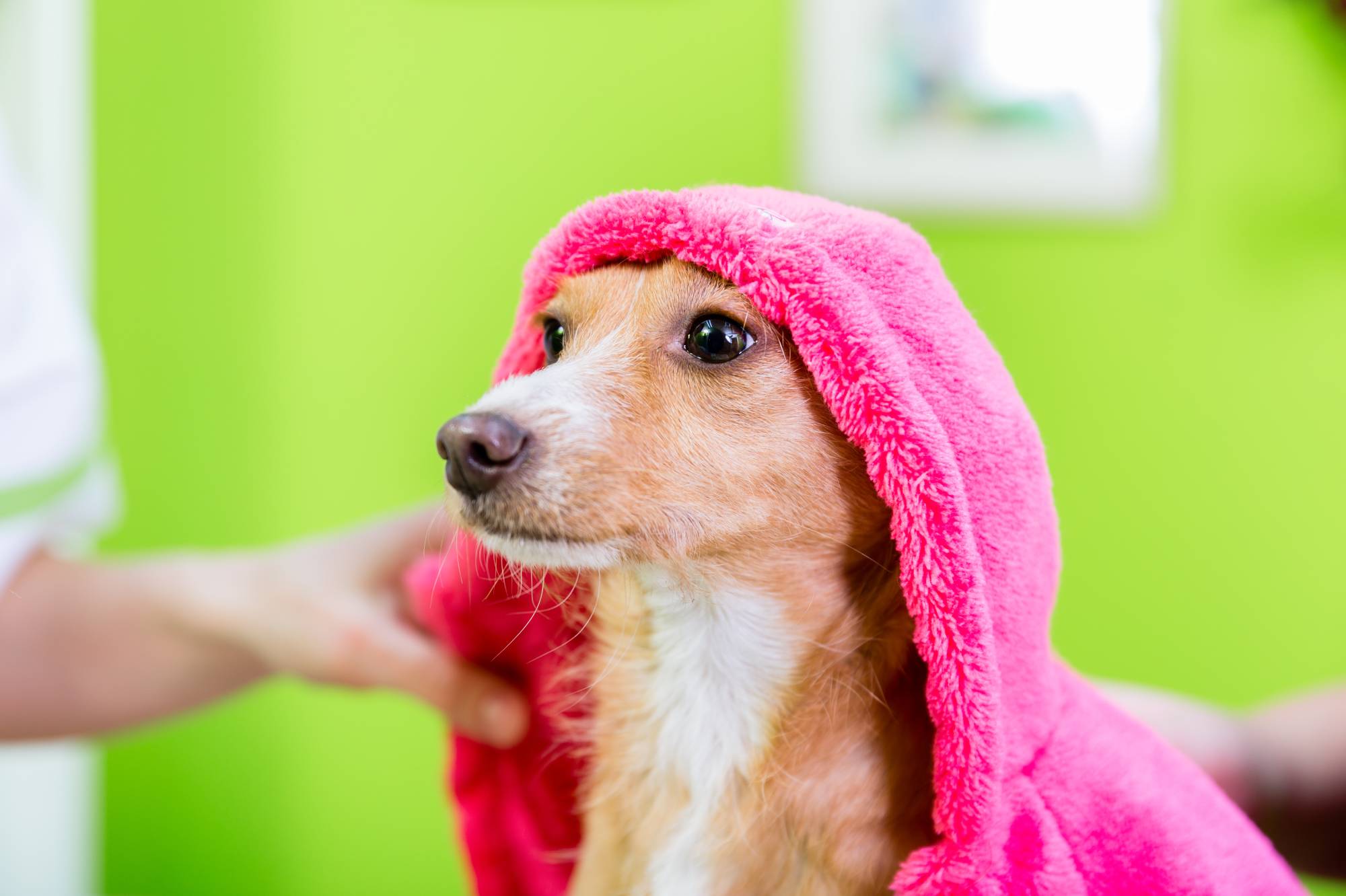 Quels sont les avantages d&#8217;un jacuzzi pour chien ? Saint-Louis