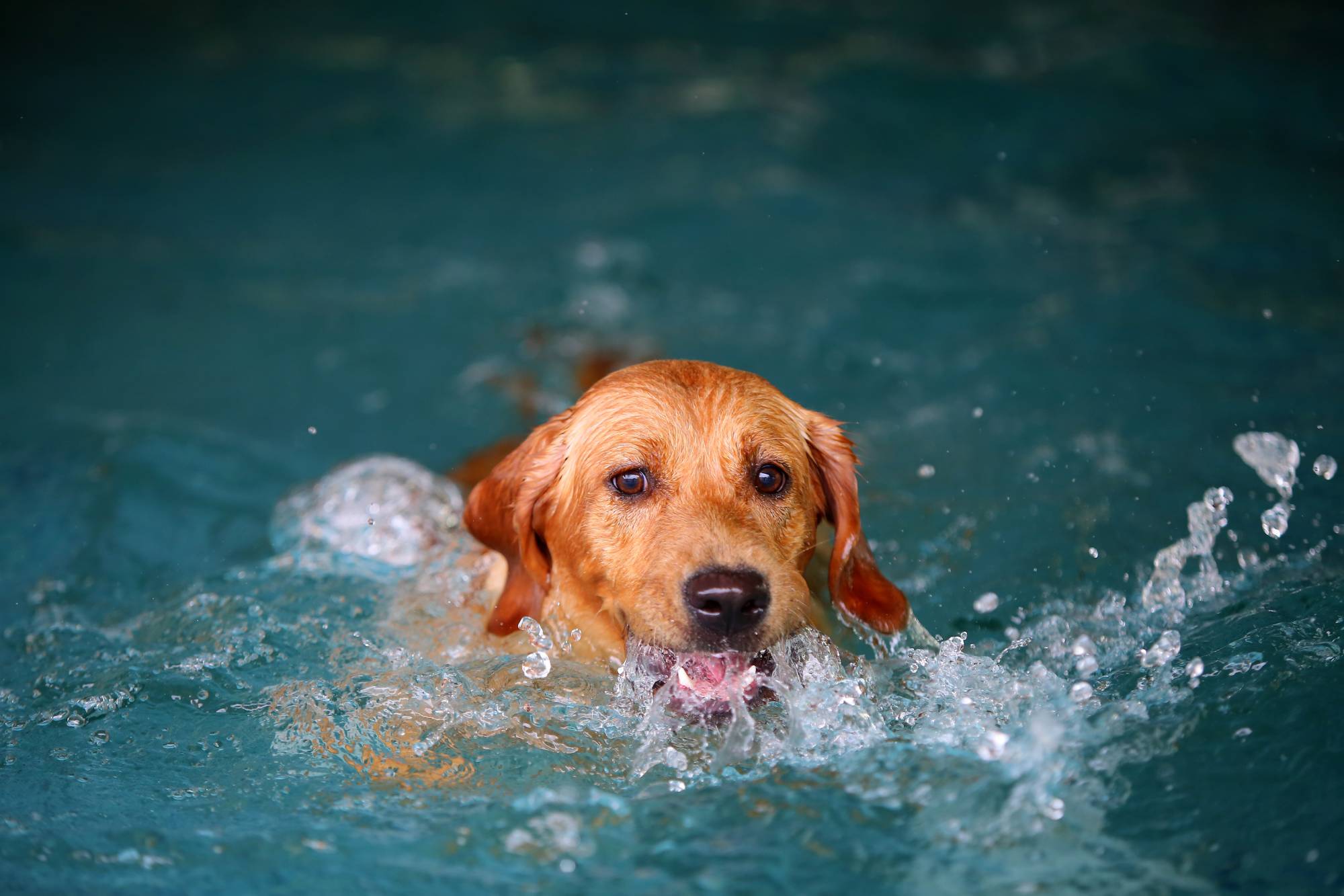 HYDROTHERPAIE | Zen'dog Quels sont les exercices de natation bénéfiques pour la rééducation des chiens après une opération ? Colmar 0