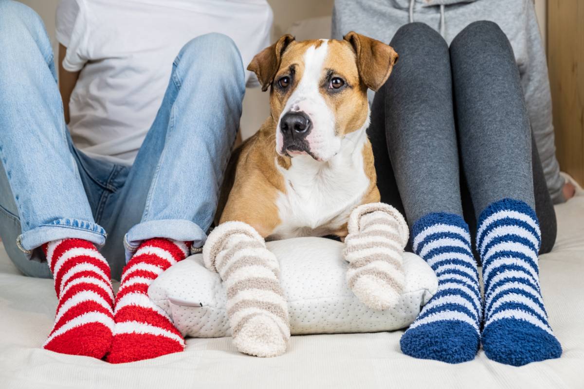 Pourquoi mettre des chaussettes antidérapantes pour mon chien ? Kingersheim