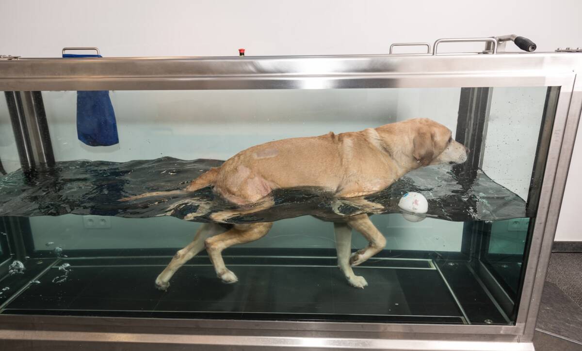 Remise en forme canine dans l&rsquo;eau : comment se d&eacute;roule une s&eacute;ance avec tapis immerg&eacute; ? Illzach