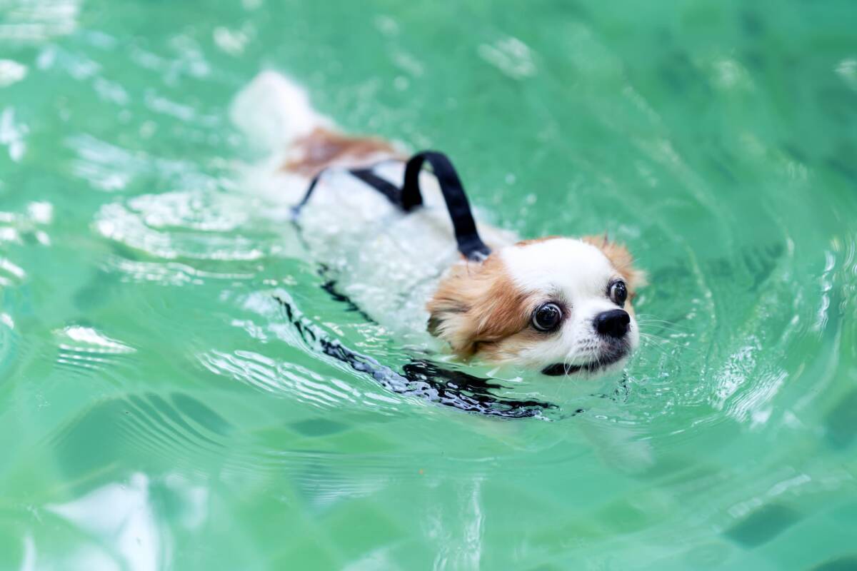 Quels sont les bénéfices de la remise en forme aquatique pour les chiots en croissance ? Colmar