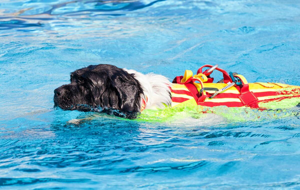 Comment la natation peut-elle aider à réhabiliter les chiens après une blessure ou une chirurgie ? Cernay