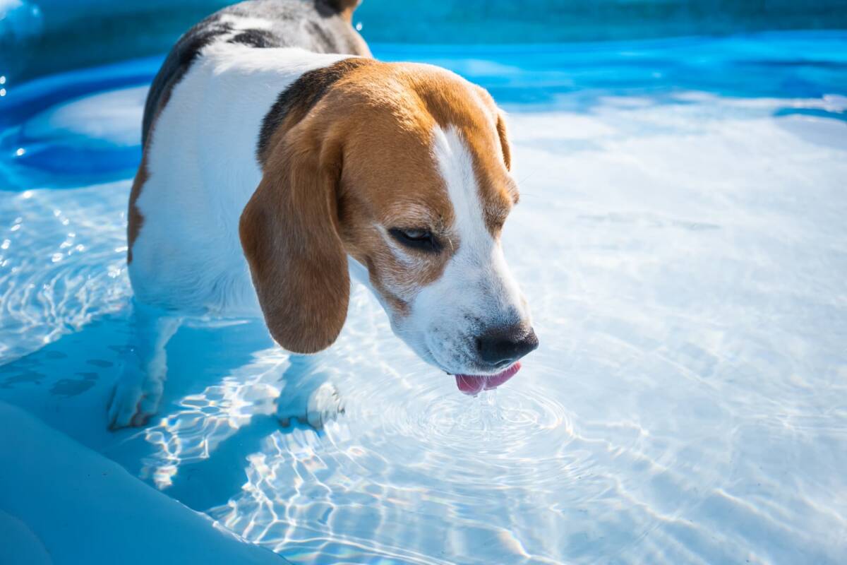 Comment le jacuzzi peut-il soulager les douleurs articulaires chez les chiens arthrosiques ? Rixheim