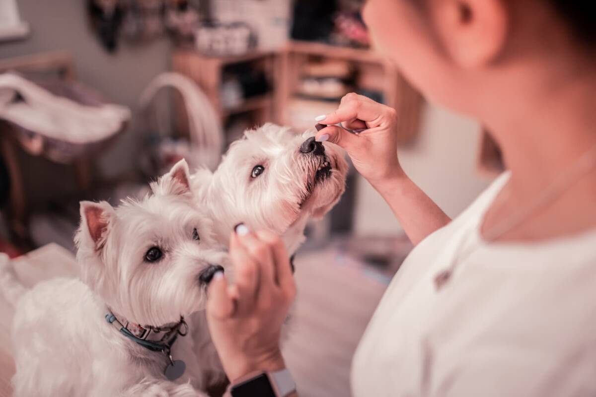 Pourquoi donner des vitamines à son chien ? Cernay