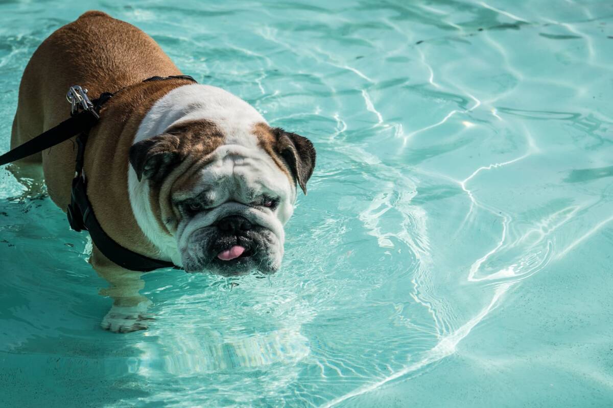 BALNEOTHERAPIE_HYDROTHERAPIE | Zen'dog Comment la remise en forme dans l’eau peut-elle aider les chiens souffrant d’obésité ? Saint-Louis 0