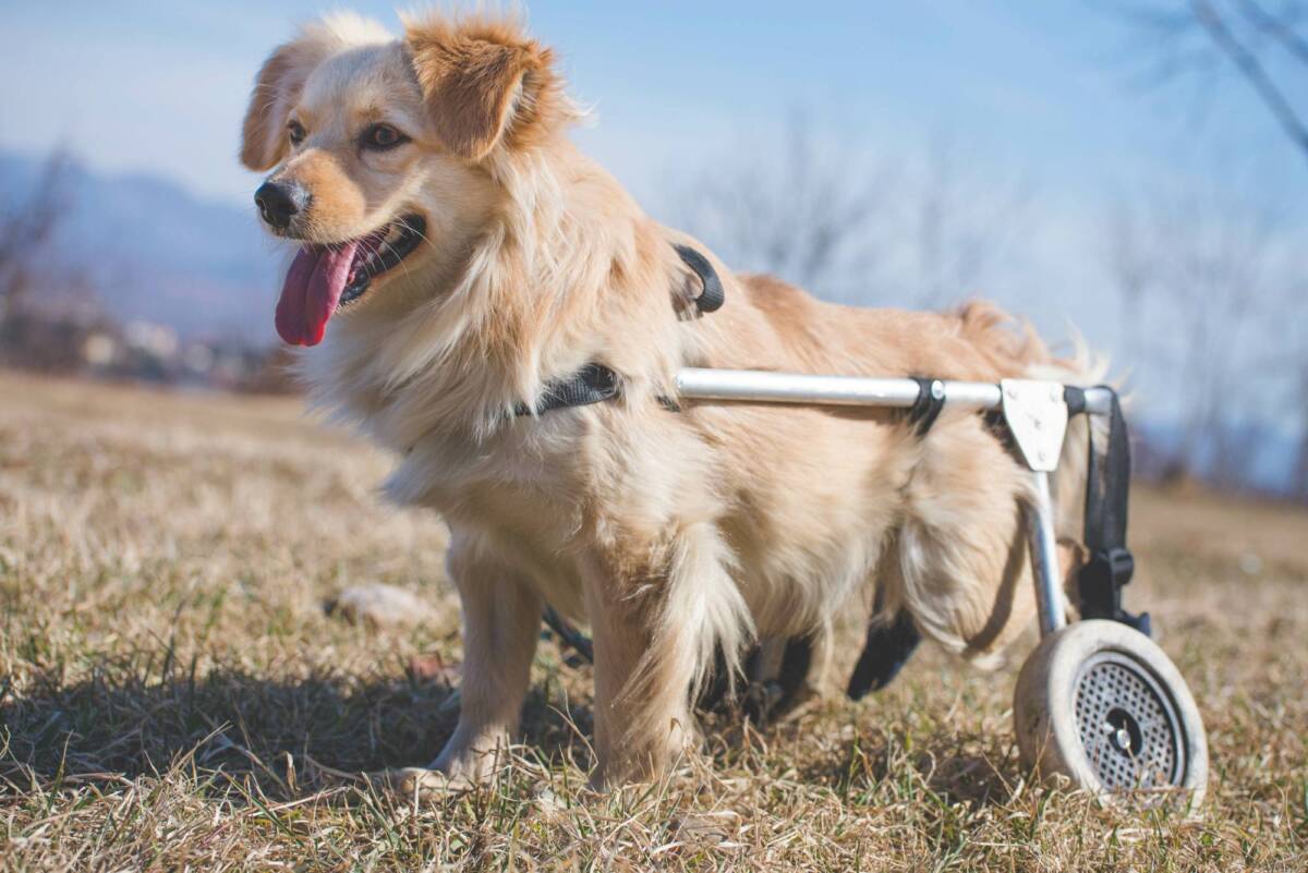 Qu&#8217;est-ce qu&#8217;un chariot pour chien ? Illzach