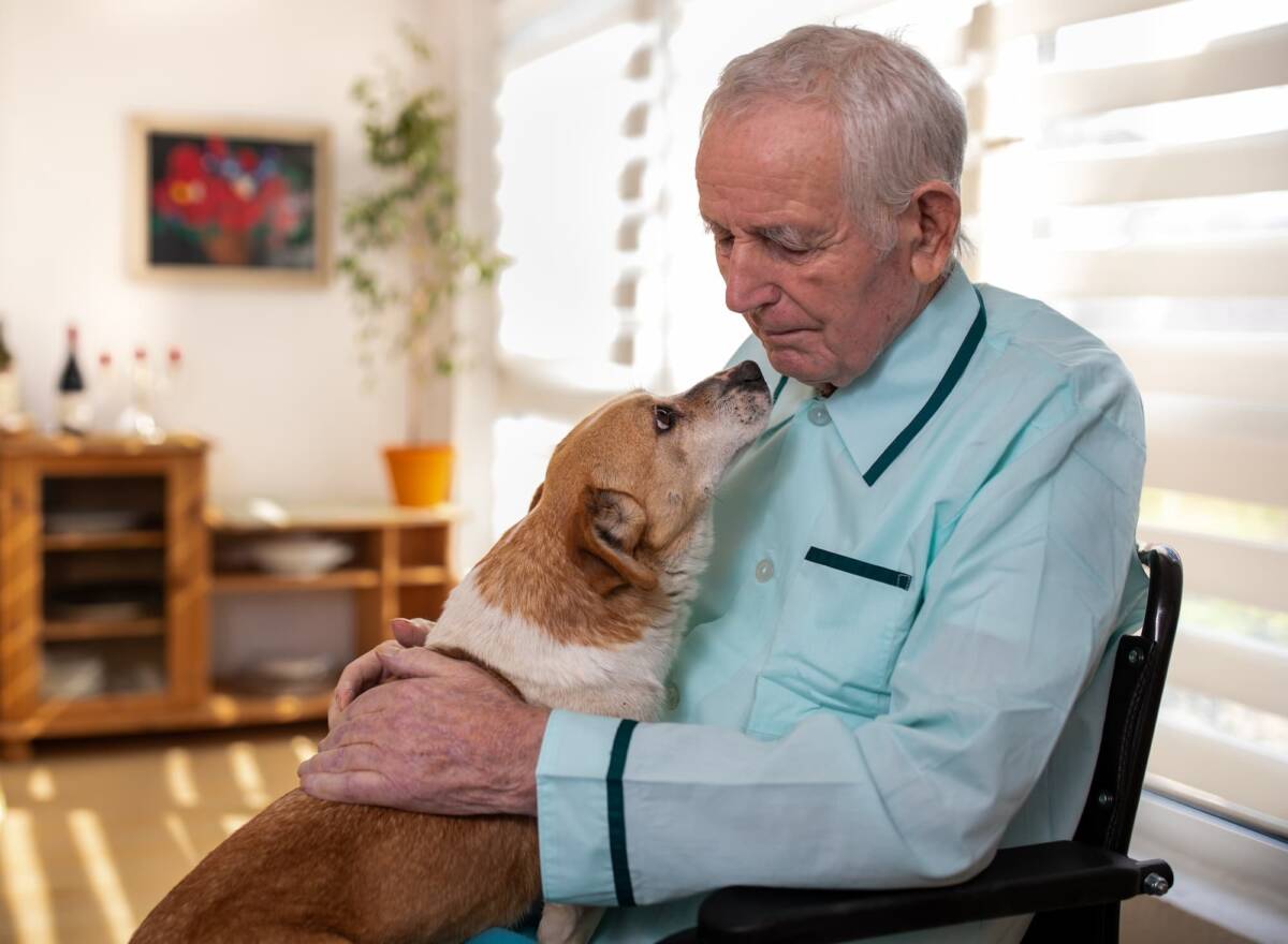 Remise en forme pour chien/chat, pension : découvrez toutes nos prestations Saint-Louis