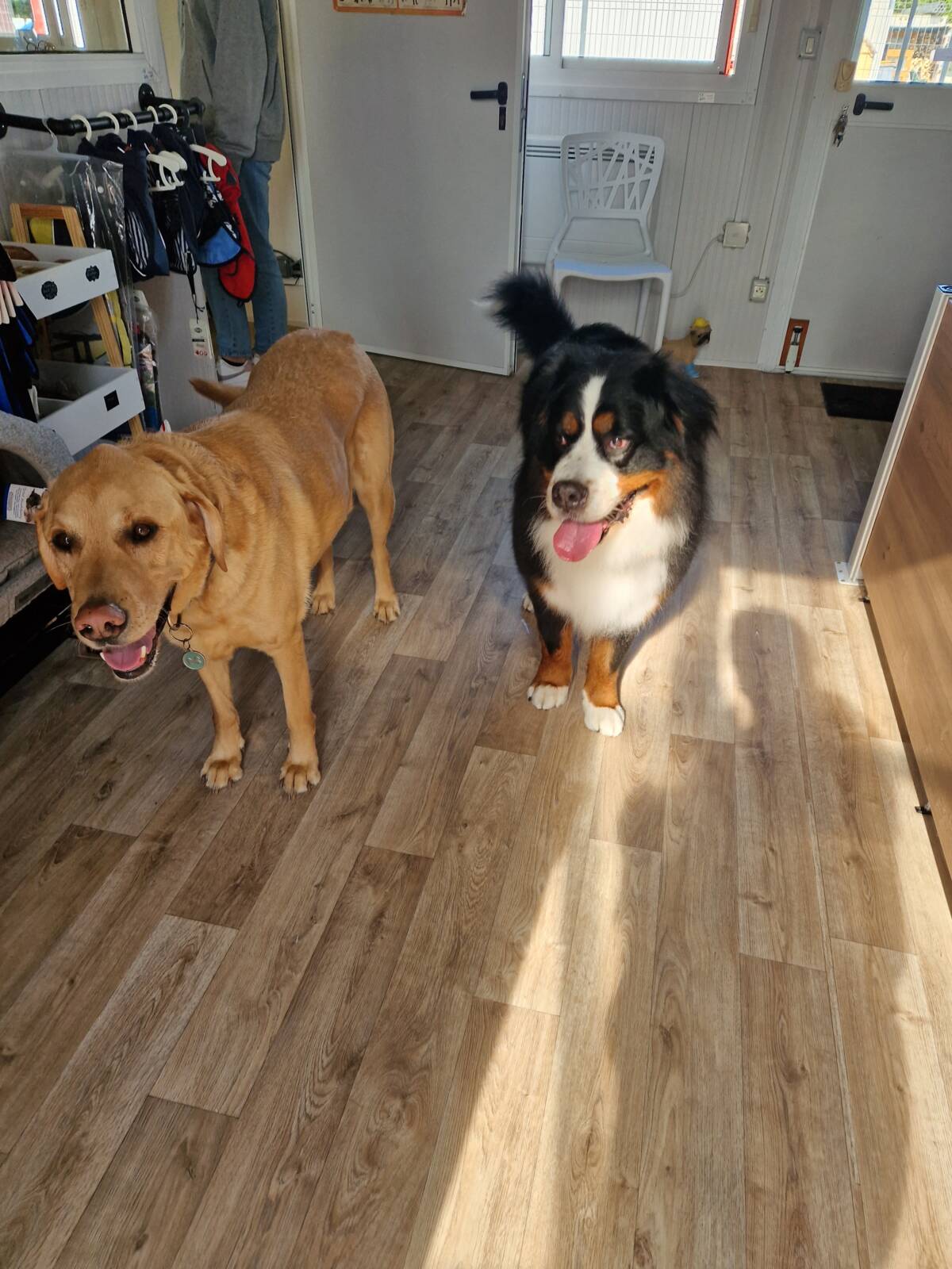 Zen’DOG : Remise en forme pour chiens/chats à Illzach dans le Haut-Rhin (68) Cernay 0
