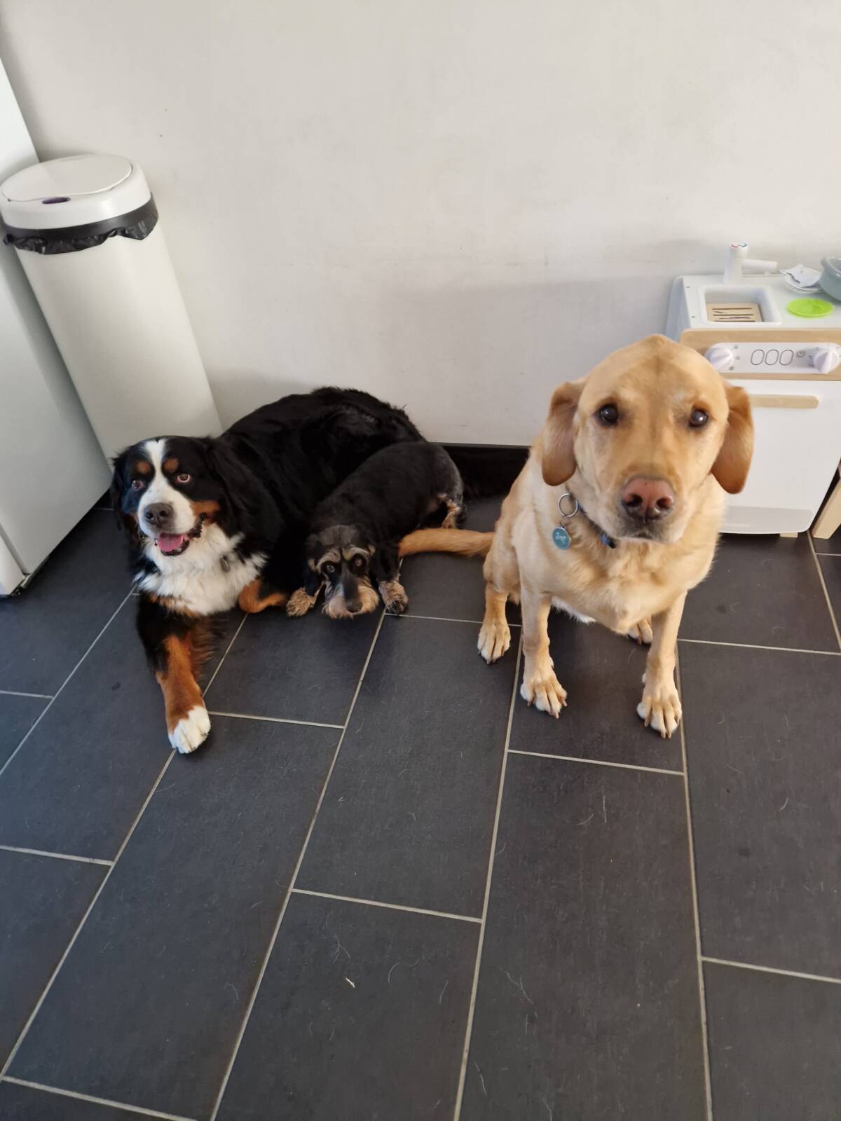 Comment l’hydrothérapie aide-t-elle à soulager l’arthrose chez les chiens âgés ? Riedisheim