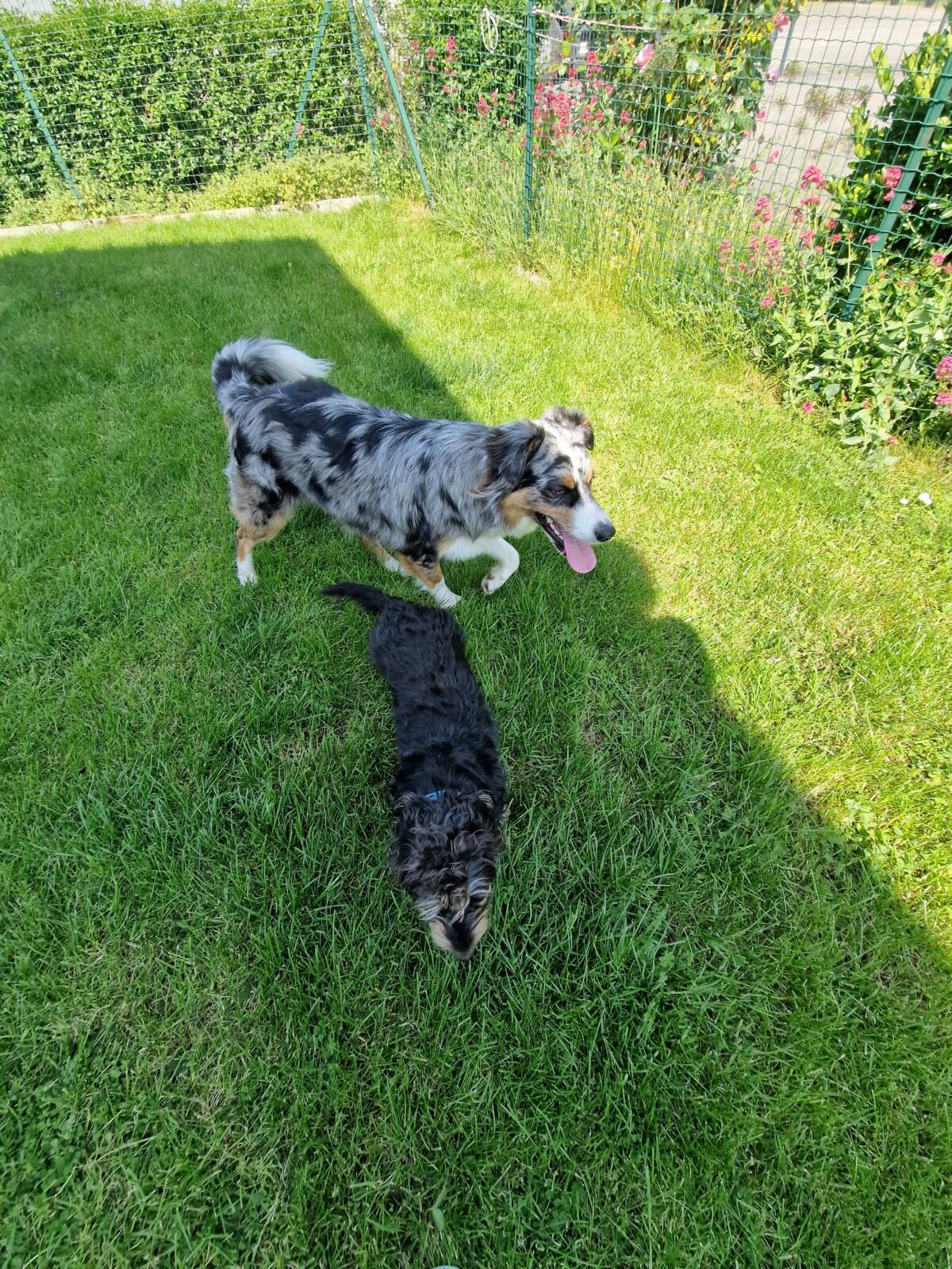 Zen’DOG : Remise en forme pour chiens/chats à Illzach dans le Haut-Rhin (68) Kingersheim 1