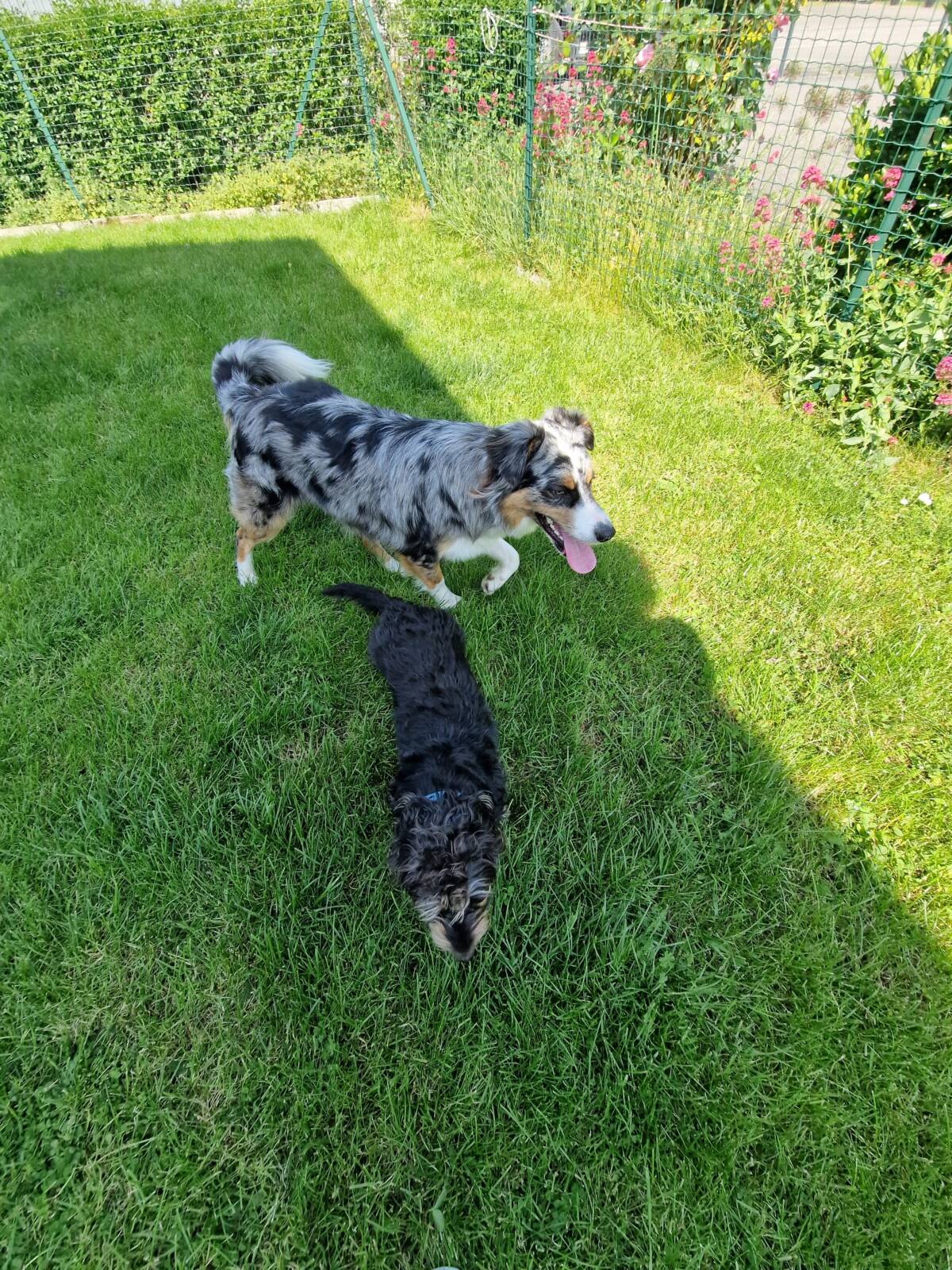 Zen’DOG : Remise en forme dans l’eau pour chiens/chats à Illzach dans le Haut-Rhin (68) Kingersheim 1