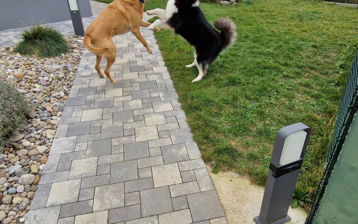 Remise en forme pour chiens/chats dans le Haut-Rhin (68) Rixheim