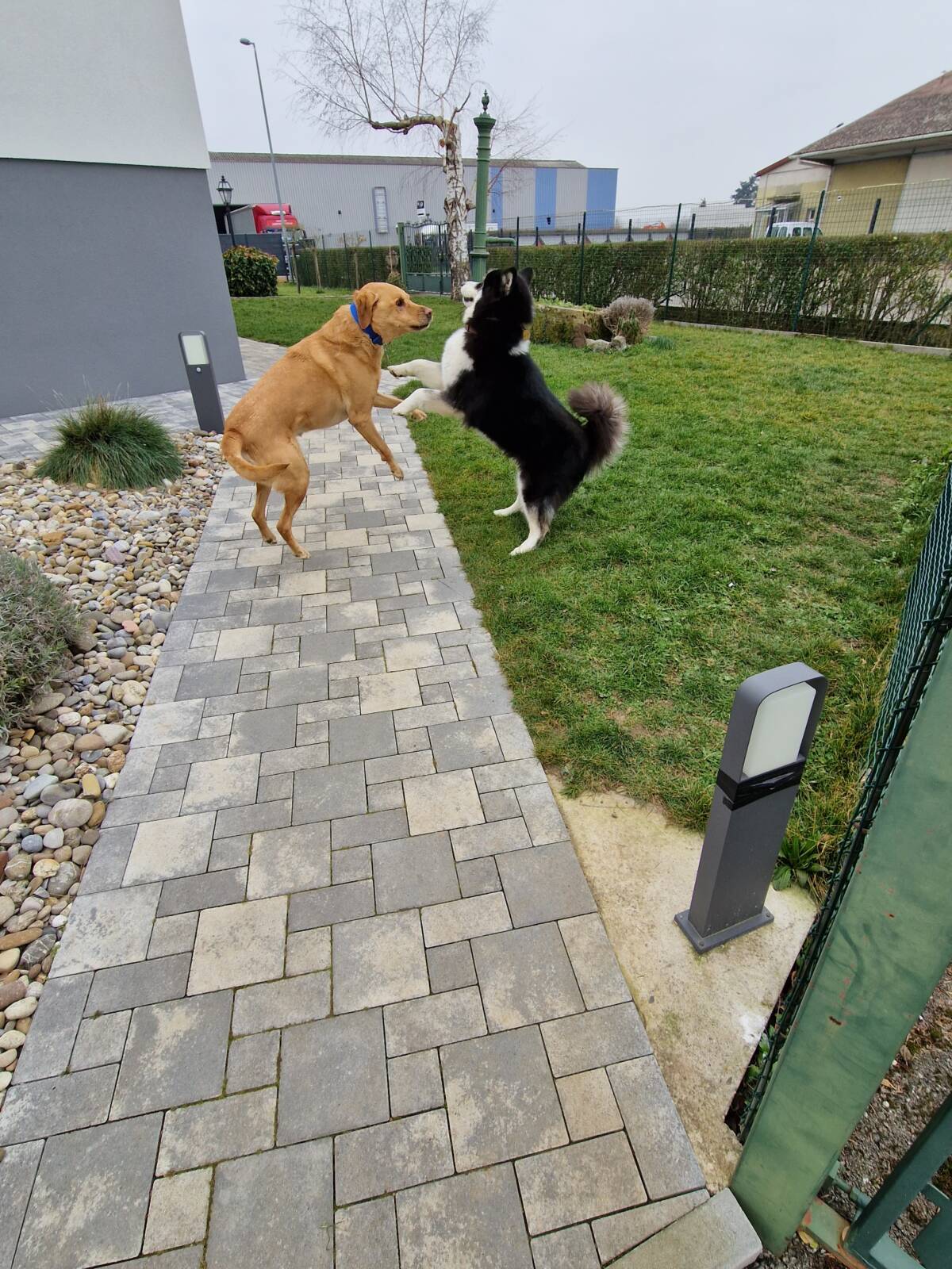 Zen’DOG : Remise en forme dans l’eau pour chiens/chats à Illzach dans le Haut-Rhin (68) Wittenheim 2