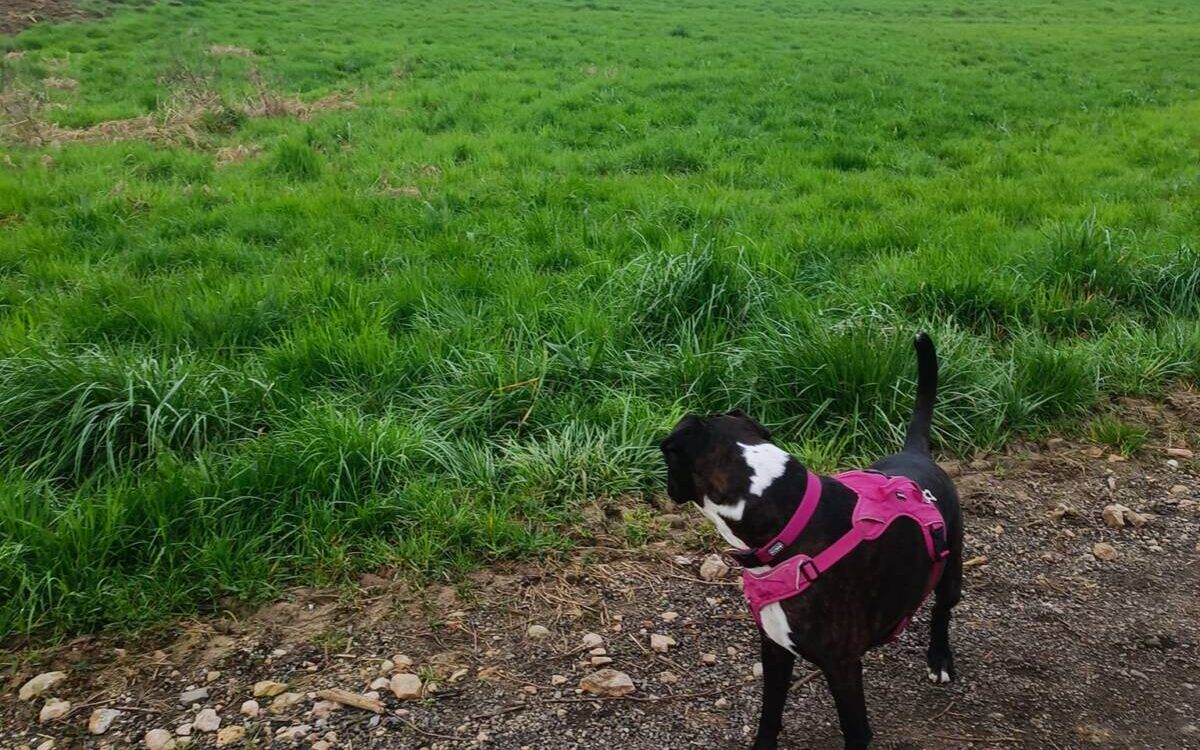 toutous en vadrouille (pension canine) Wittenheim