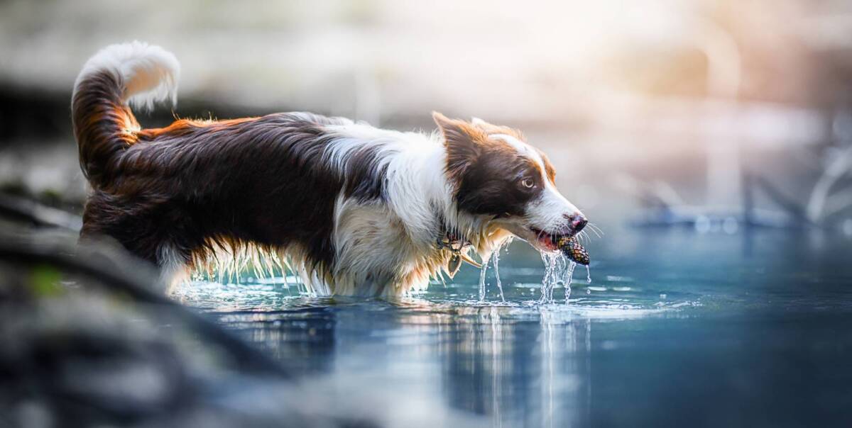 Quels sont les bienfaits de l’aquagym pour les chiens souffrant de dysplasie du coude ? Saint-Louis