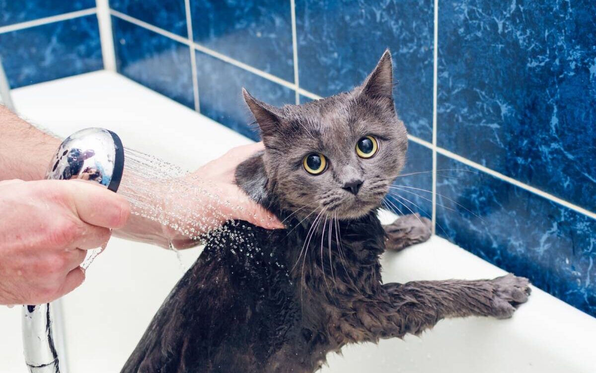Quels sont les bienfaits de l’hydrothérapie pour les chats obèses ? Pfastatt