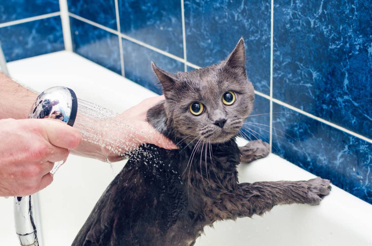 Quels sont les bienfaits de l’hydrothérapie pour les chats obèses ? Pfastatt