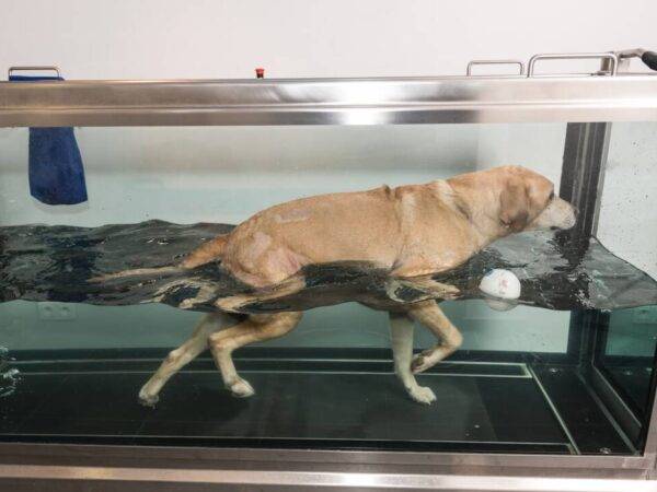 Remise en forme pour chiens/chats dans le Haut-Rhin (68) Rixheim 0