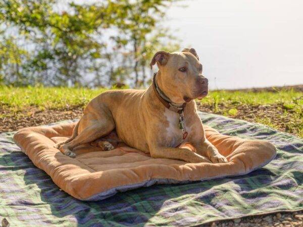 GROS PLAN D UN PIT BULL TERRIER AMERICAIN AU REPOS SUR UN CHIFFON 600X450 | Zen'dog Remise en forme pour chiens/chats dans le Haut-Rhin (68) Cernay 1