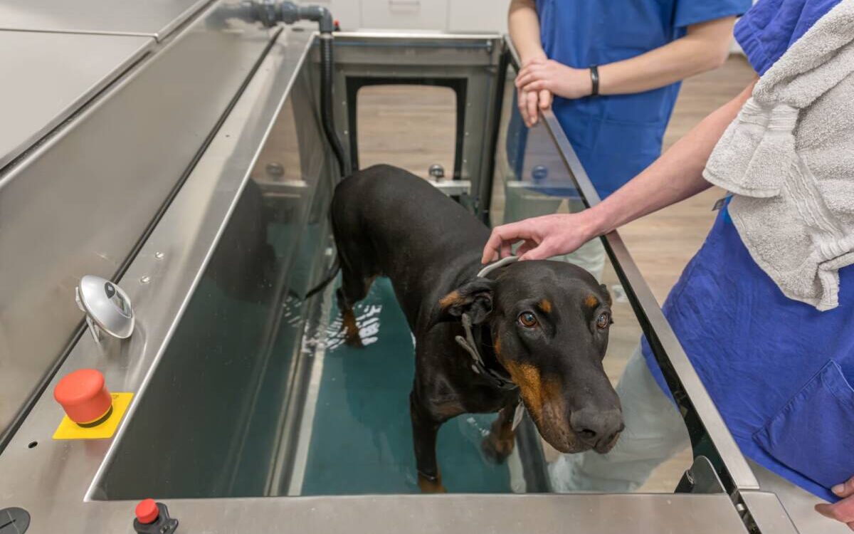 Comment la marche sur tapis immerg&eacute; aide-t-elle les chiens &agrave; mieux r&eacute;cup&eacute;rer apr&egrave;s une op&eacute;ration ? Colmar