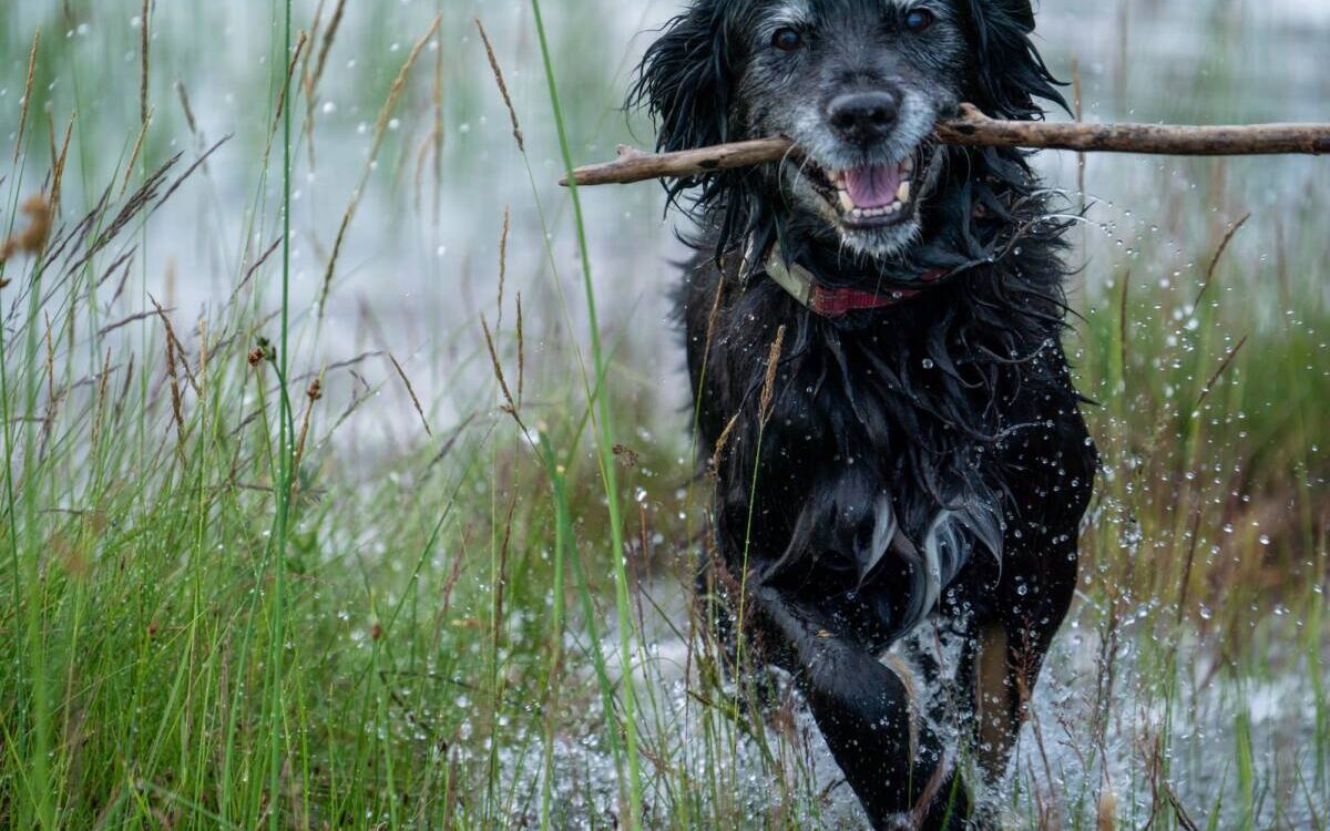 Mon chien est &acirc;g&eacute; et perd en mobilit&eacute; : quand envisager une remise en forme dans l&rsquo;eau ? Wittenheim