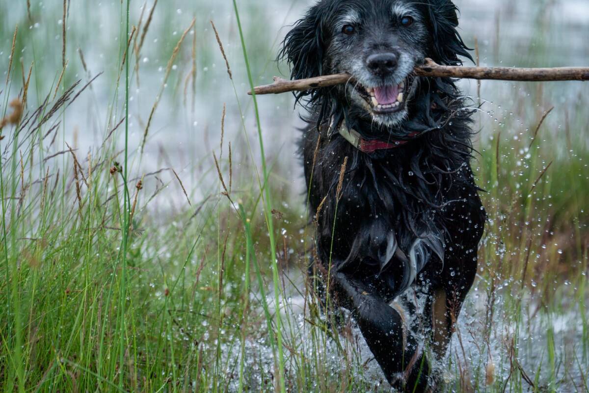 Mon chien est &acirc;g&eacute; et perd en mobilit&eacute; : quand envisager une remise en forme dans l&rsquo;eau ? Wittenheim
