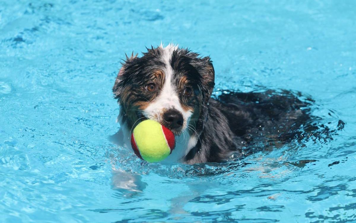 Quels signes montrent que votre chien pourrait b&eacute;n&eacute;ficier d&rsquo;exercices dans l&rsquo;eau ? Pfastatt