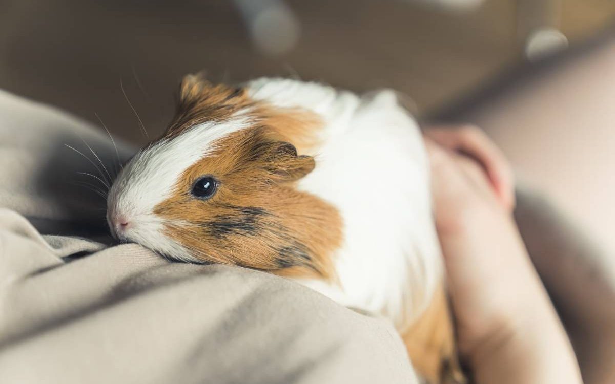 Comment les cochons d&rsquo;Inde stimulent-ils la m&eacute;moire chez les personnes &acirc;g&eacute;es atteintes de troubles cognitifs ? Pfastatt