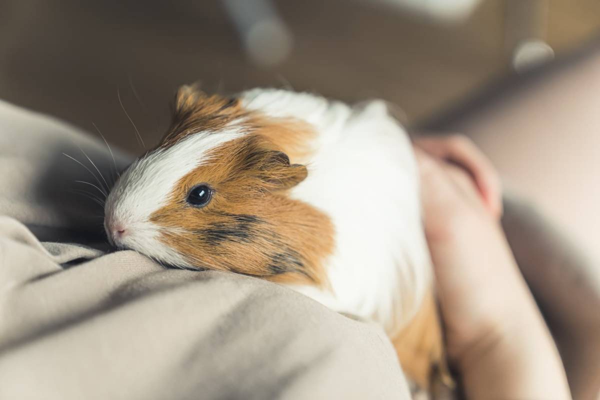 Comment les cochons d&rsquo;Inde stimulent-ils la m&eacute;moire chez les personnes &acirc;g&eacute;es atteintes de troubles cognitifs ? Pfastatt